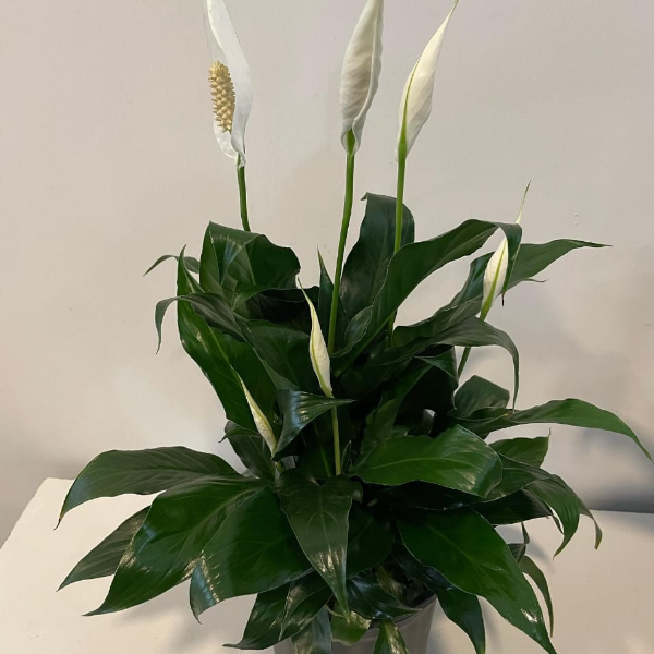  Yalıkavak Çiçek Gönder spathiphyllum